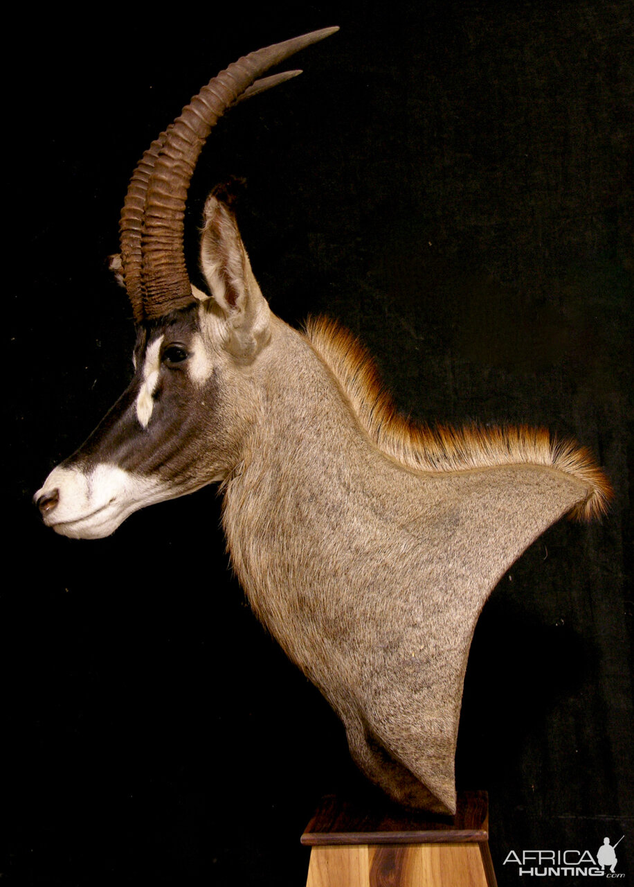 Roan Pedestal Mount Taxidermy