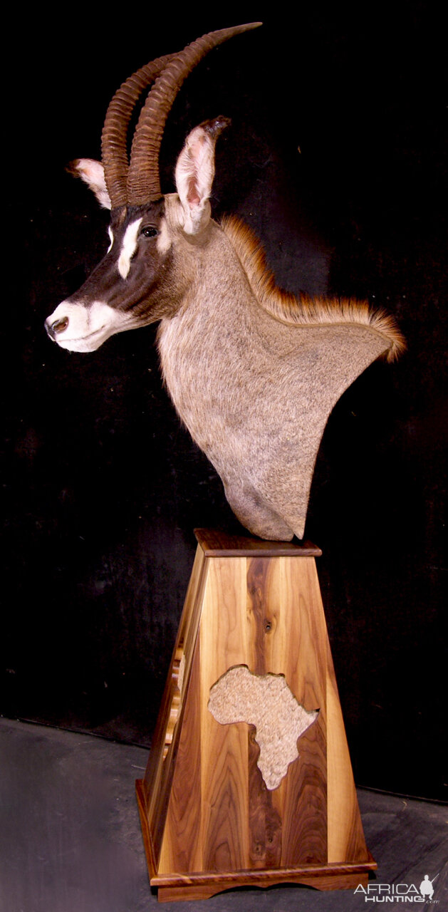 Roan Pedestal Mount Taxidermy