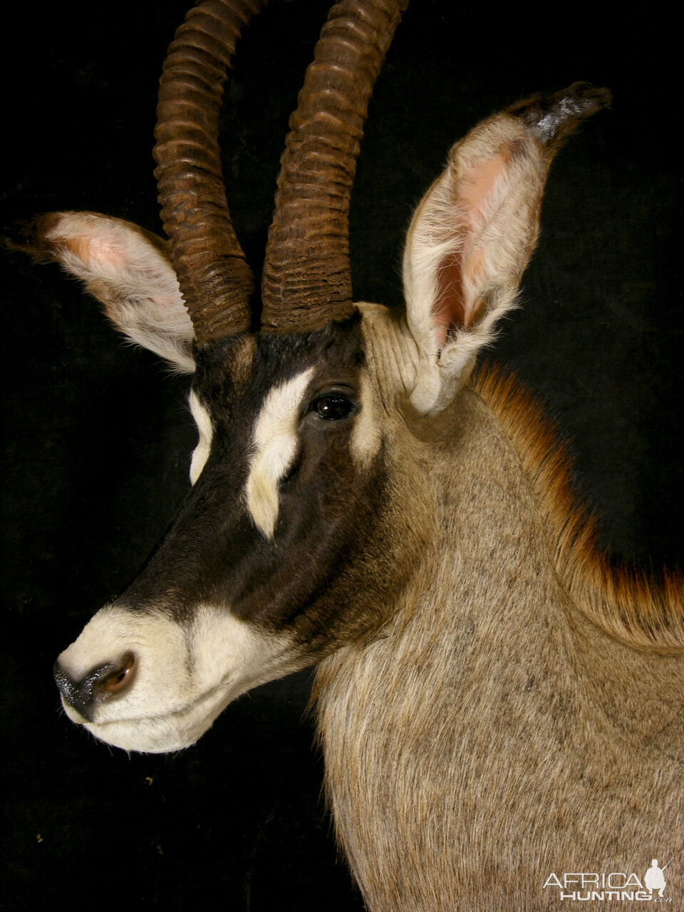 Roan Pedestal Mount Taxidermy