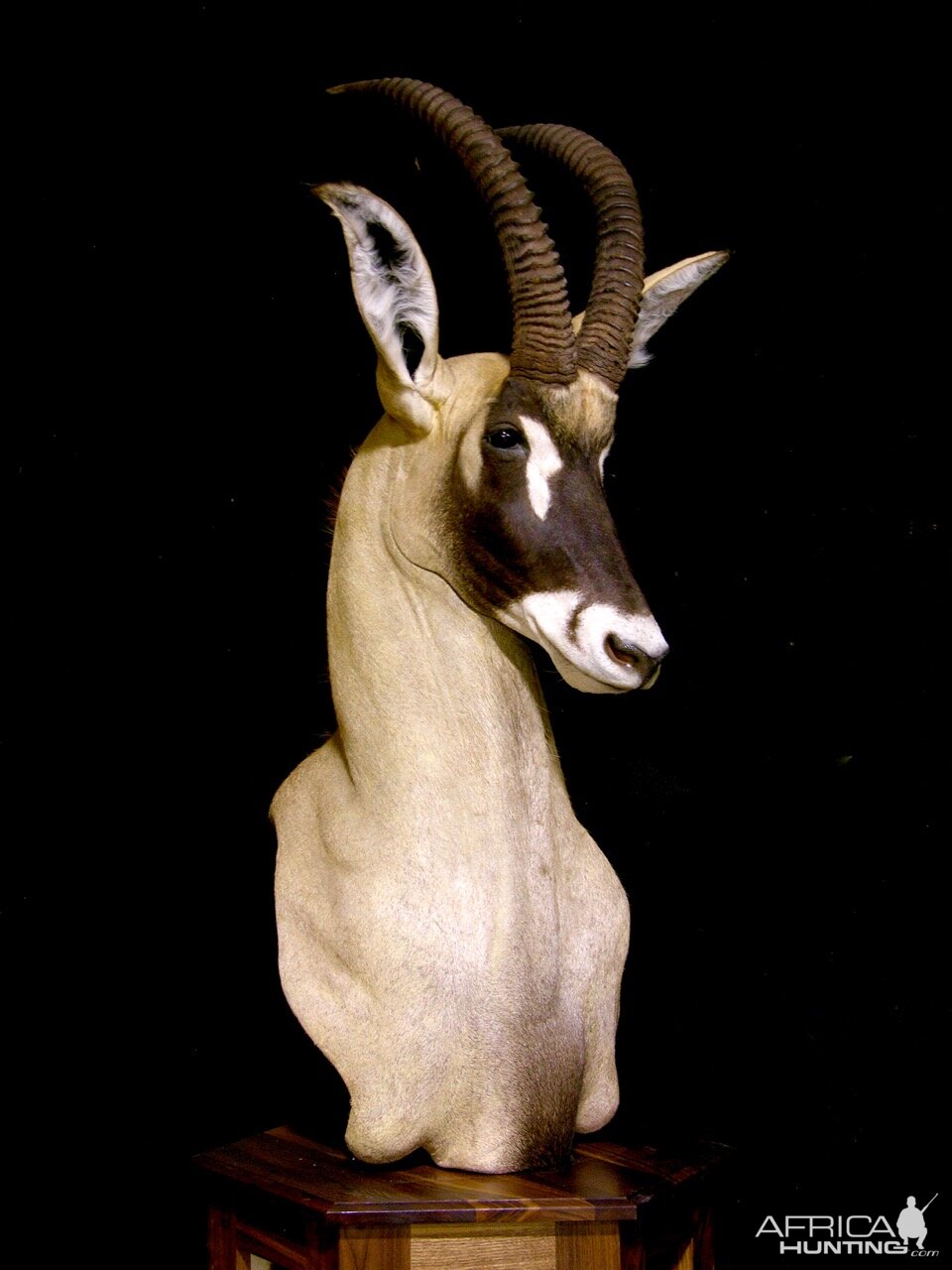 Roan Shoulder Mount Chess Piece Taxidermy After