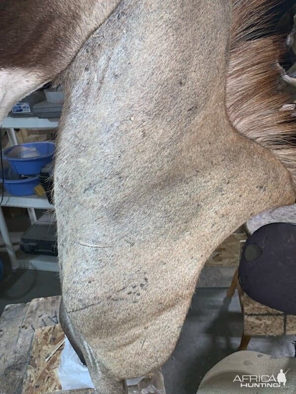 Roan Shoulder Mount Chess Piece Taxidermy Before