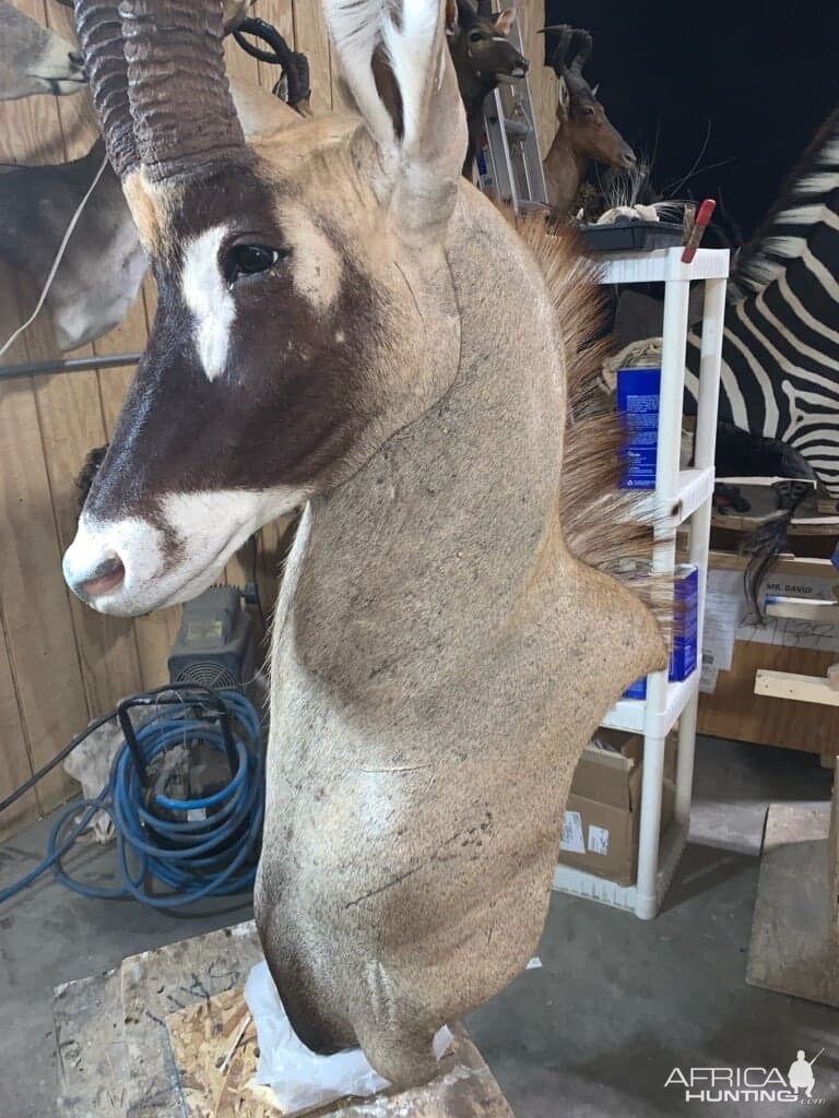 Roan Shoulder Mount Chess Piece Taxidermy Before