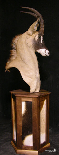 Roan Shoulder Mount On Black Walnut Base Taxidermy