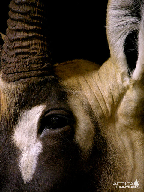 Roan Shoulder Mount On Black Walnut Base Taxidermy