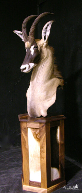 Roan Shoulder Mount On Black Walnut Base Taxidermy