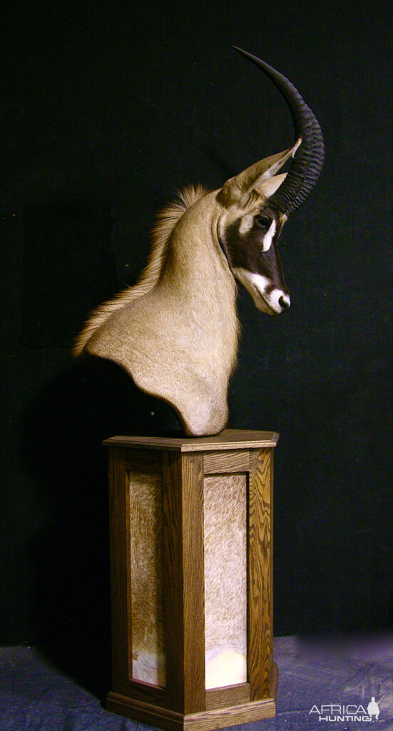 Roan Shoulder Mount Pedestal Taxidermy