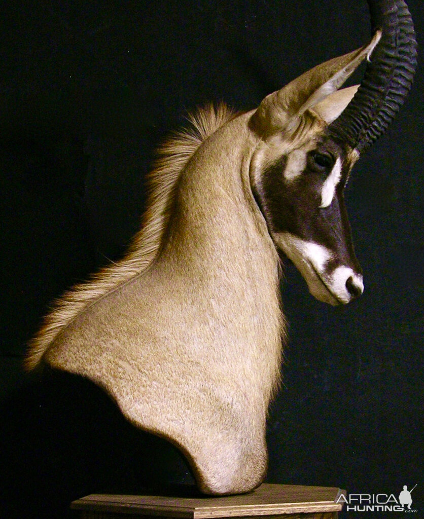 Roan Shoulder Mount Pedestal Taxidermy