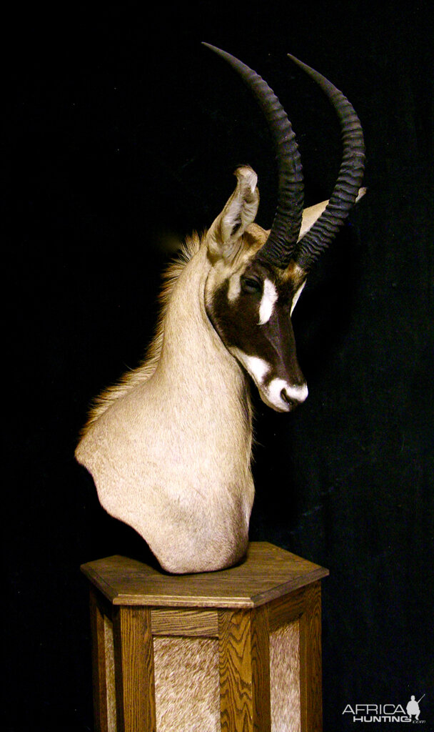 Roan Shoulder Mount Pedestal Taxidermy