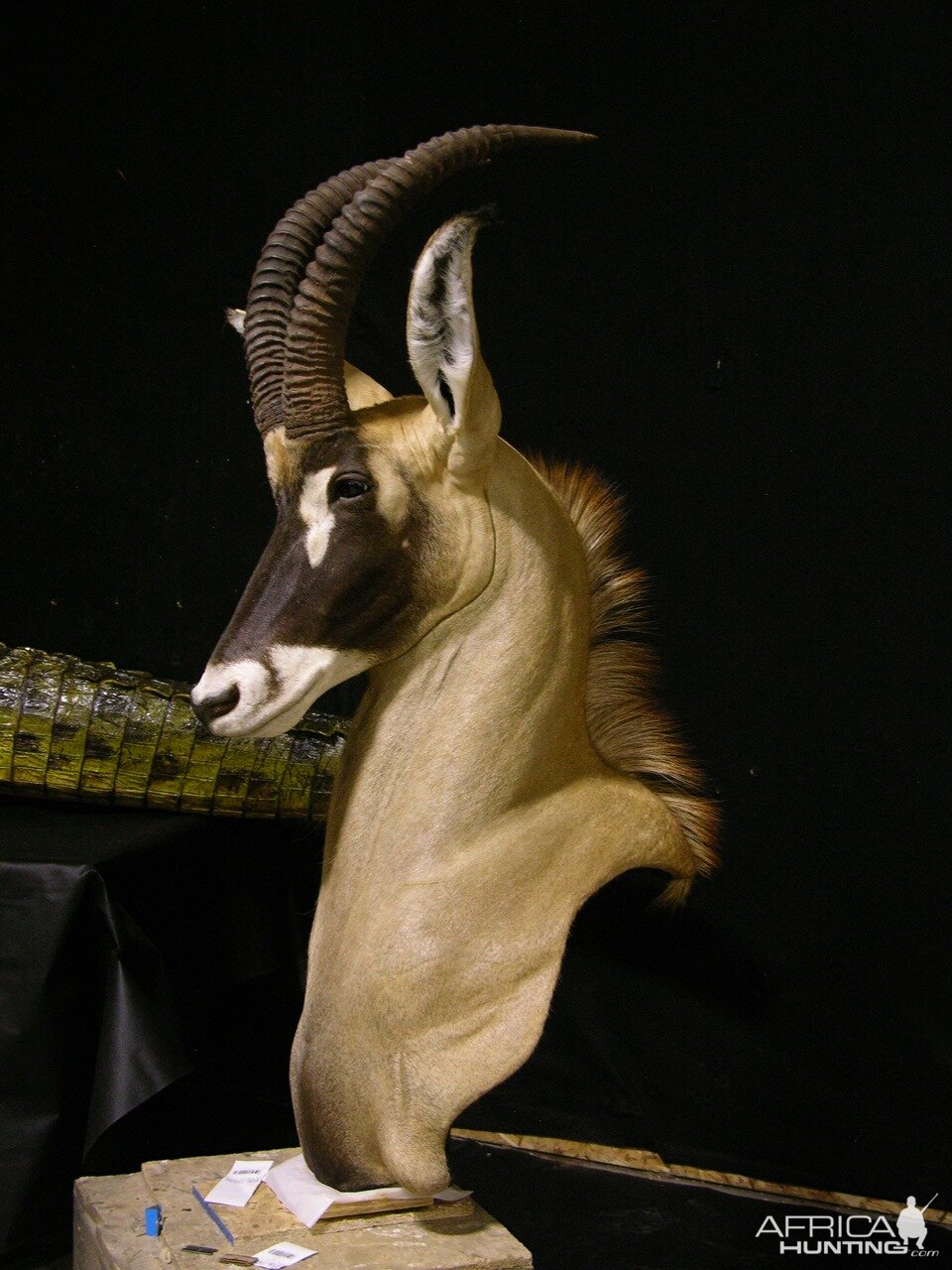 Roan Shoulder Mount Pedestal Taxidermy