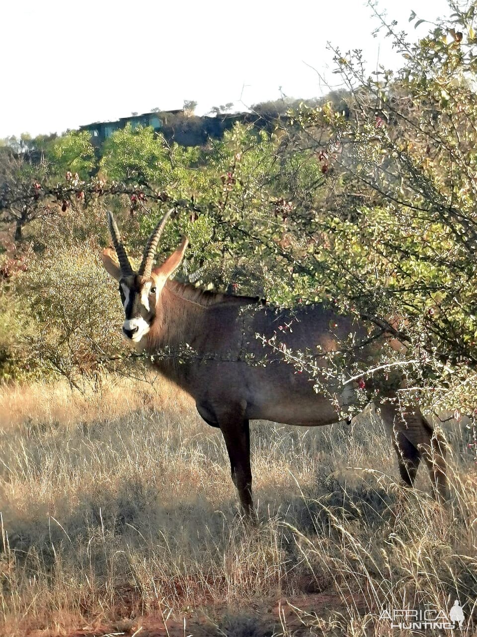 Roan South Africa