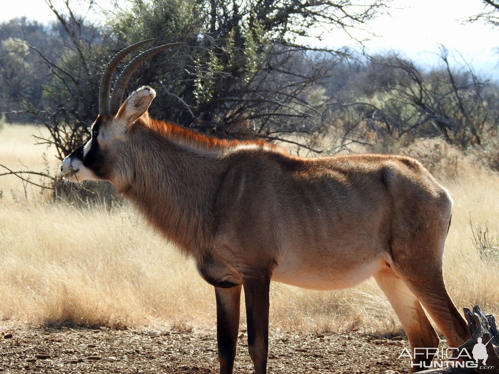 Roan South Africa