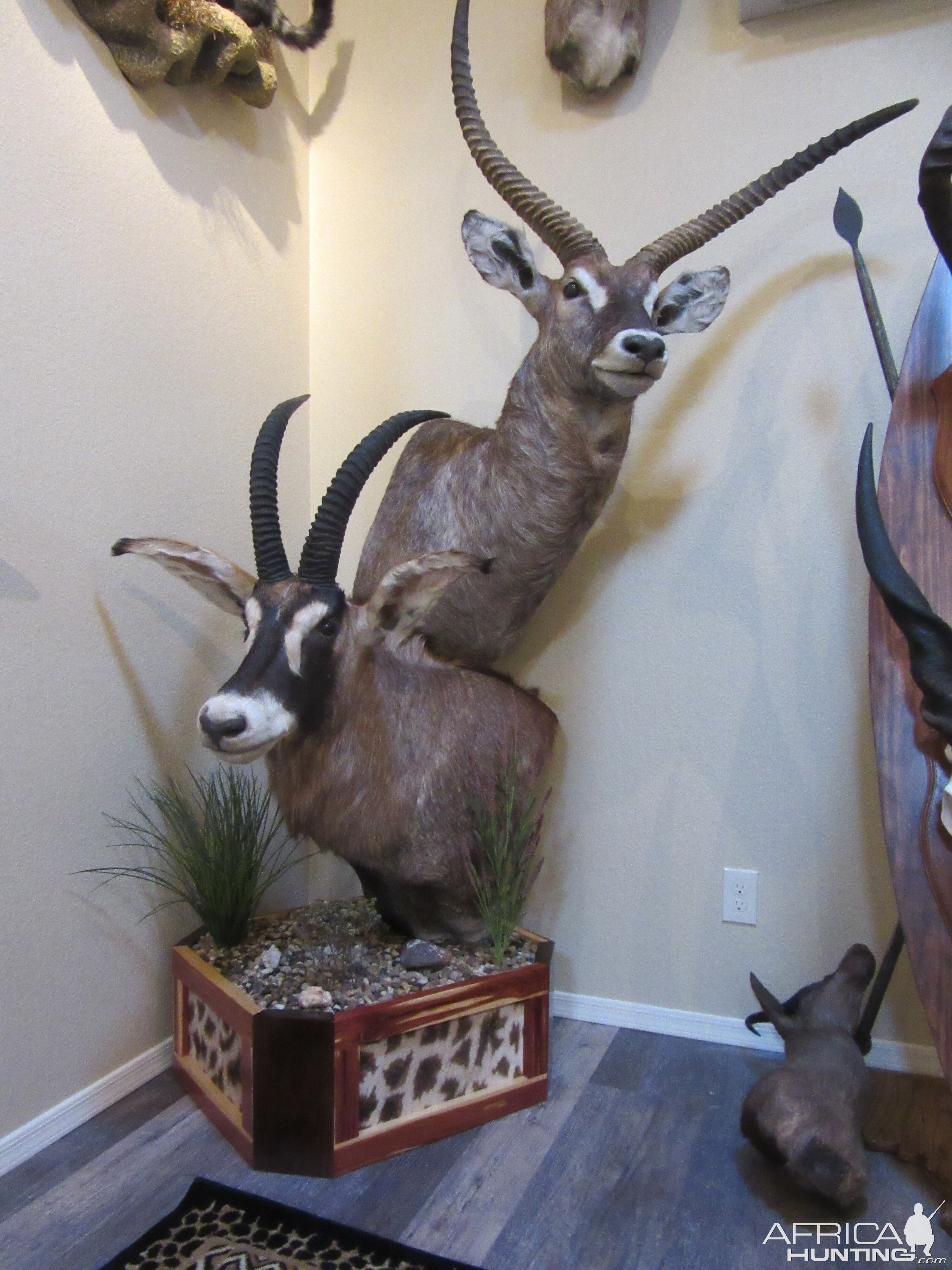 Roan & Waterbuck Double Pedestal Mount Taxidermy