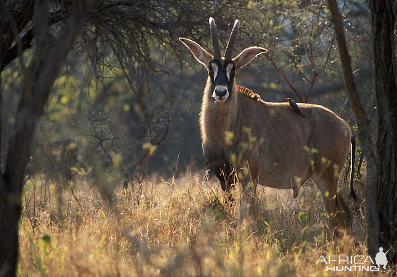 Roan Wildlife Zambia