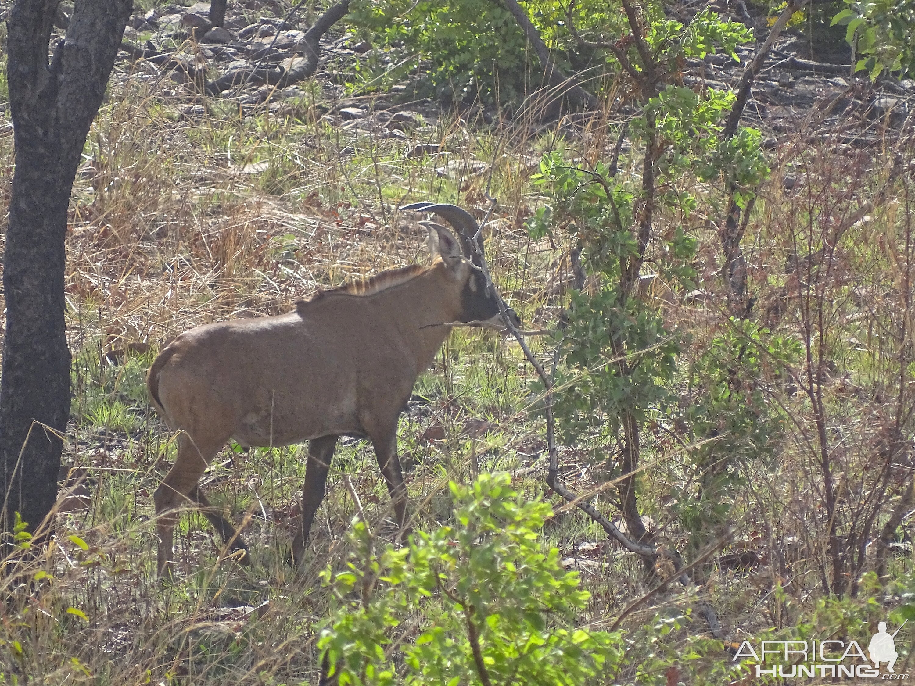 Roan WildlifeBenin