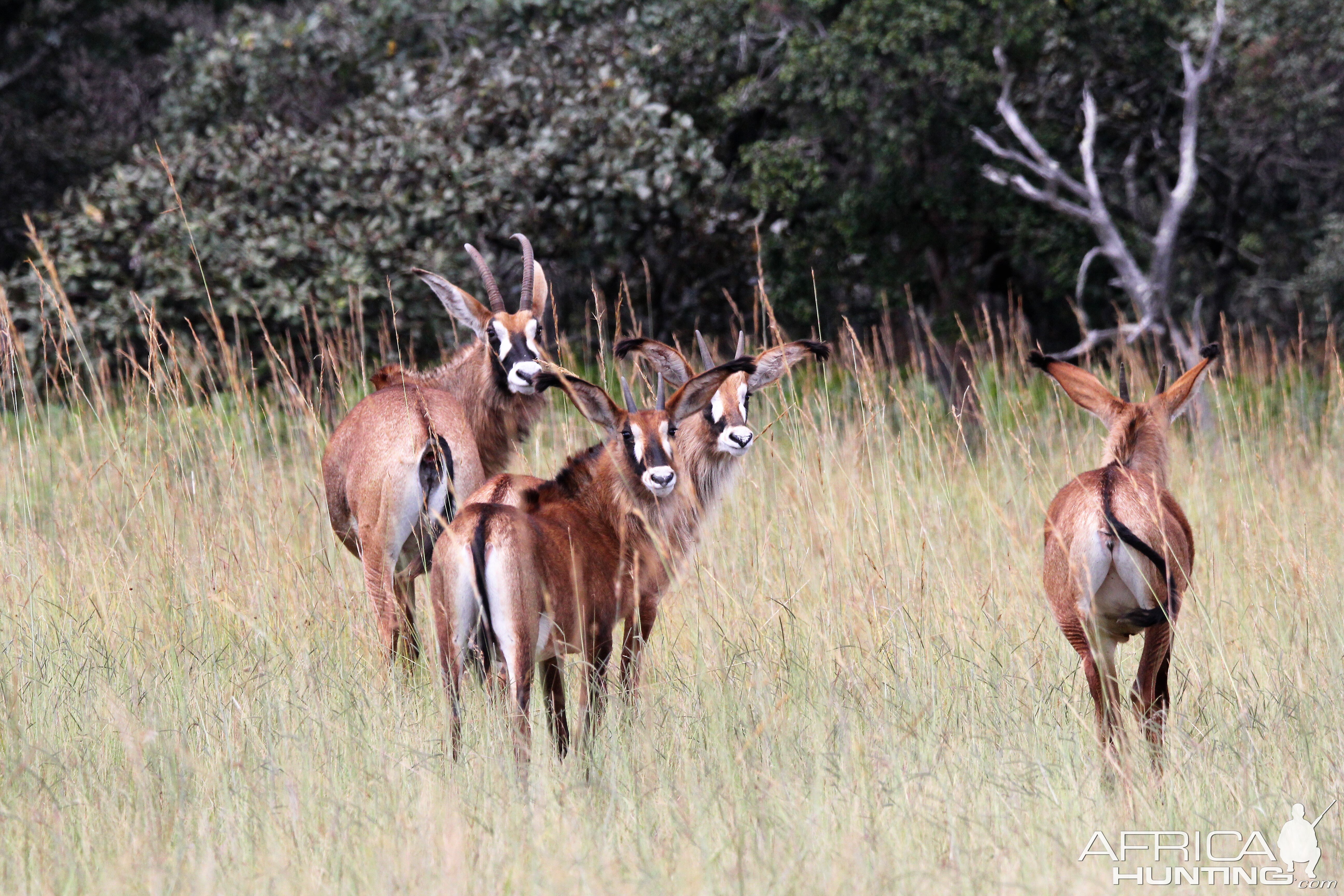 Roan Zambia Wildlife