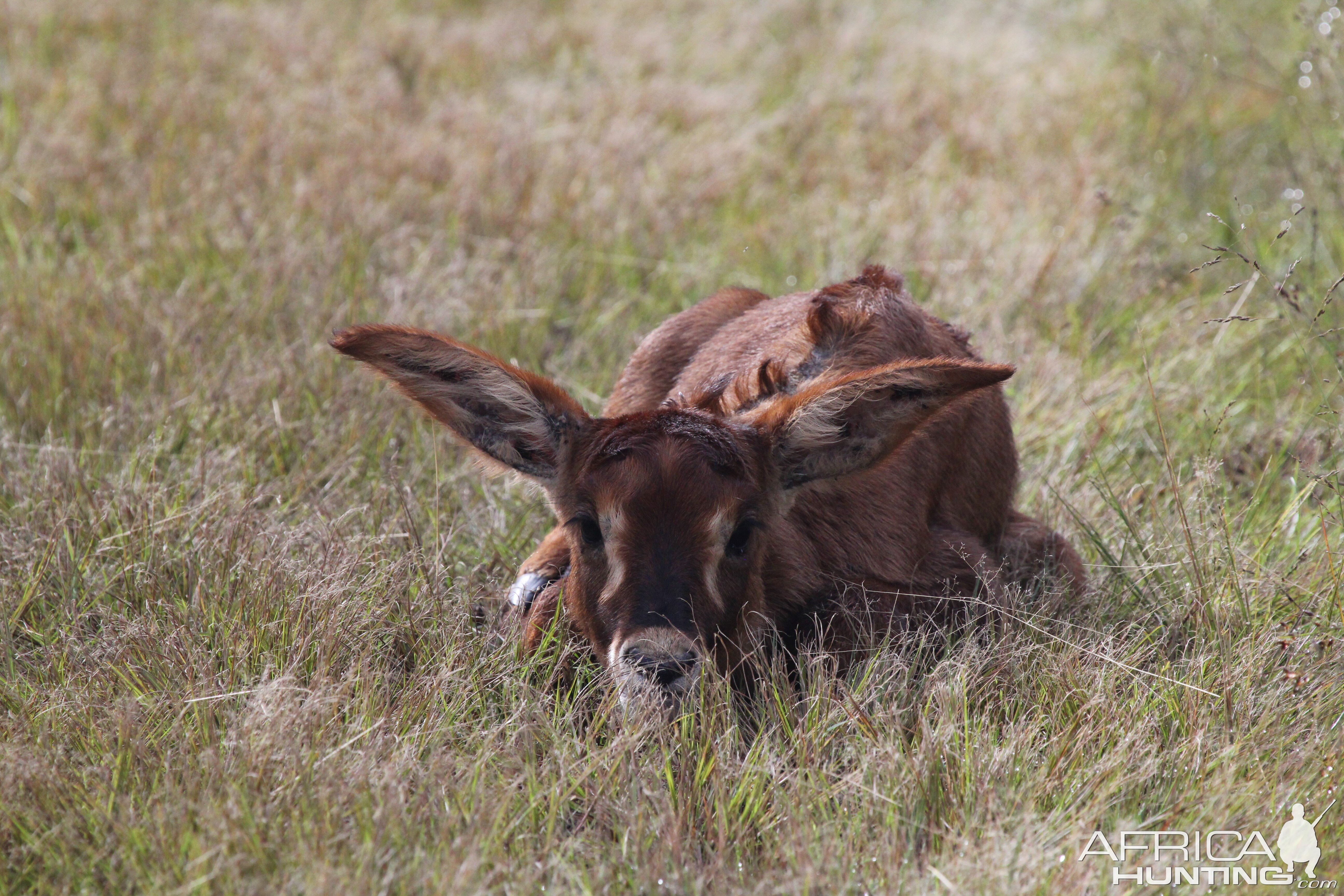 Roan Zambia Wildlife