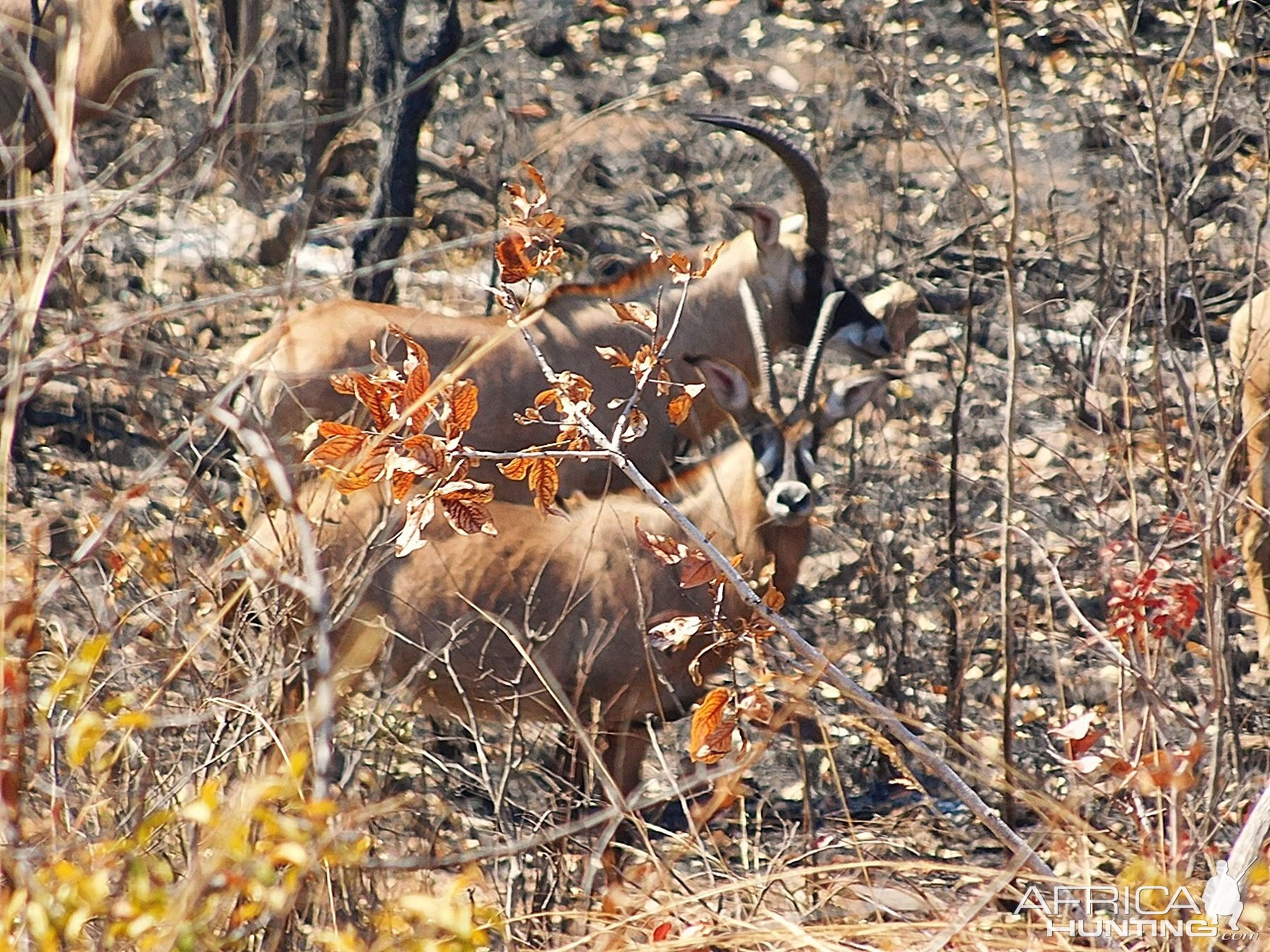 Roan Zambia