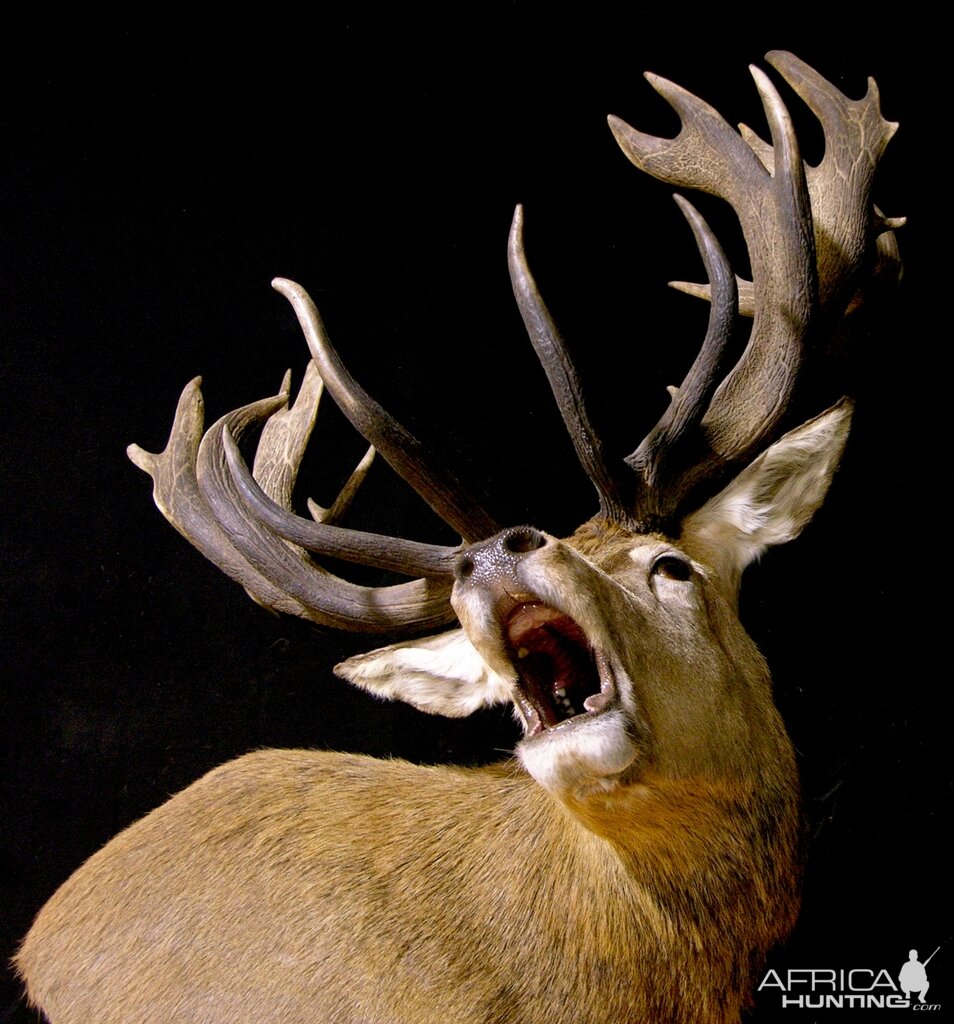 Roaring Red Stag Shoulder Mount Pedestal Taxidermy