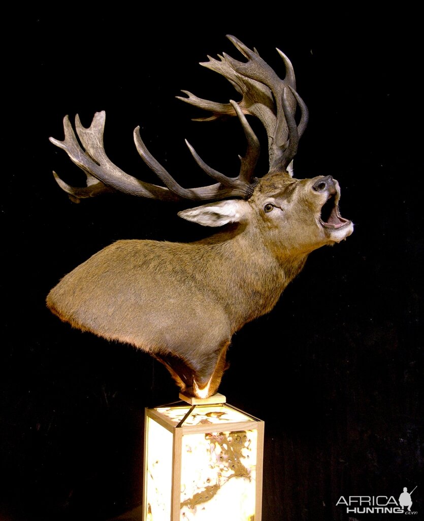 Roaring Red Stag Shoulder Mount Pedestal Taxidermy