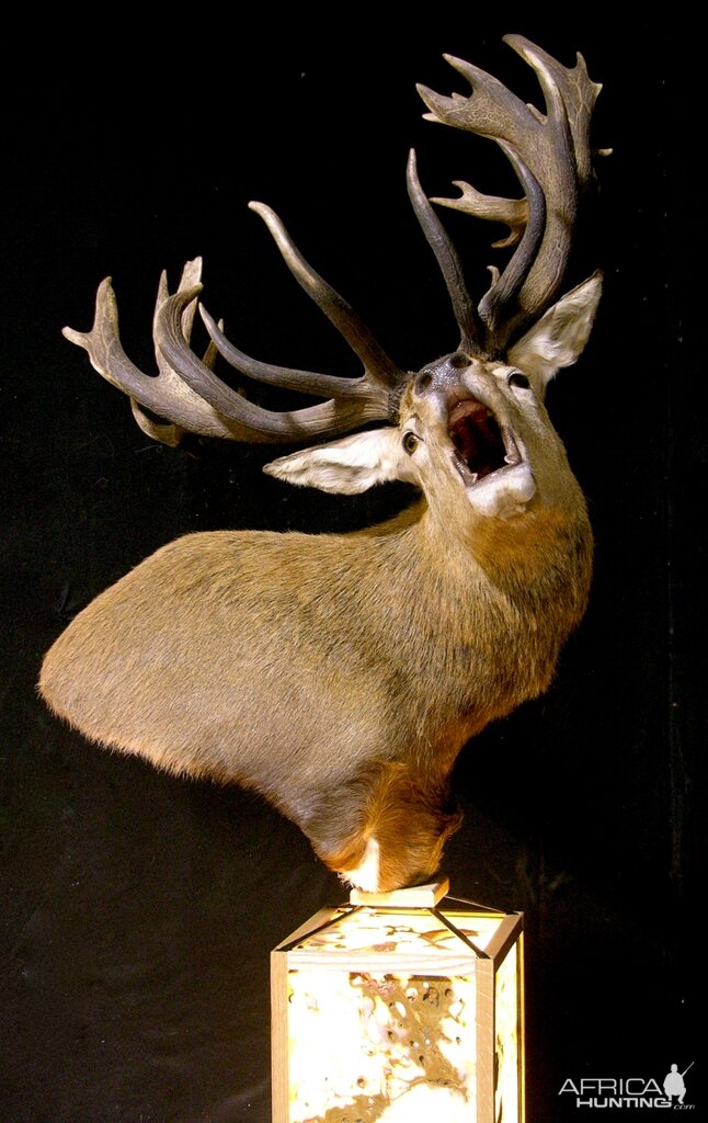 Roaring Red Stag Shoulder Mount Pedestal Taxidermy