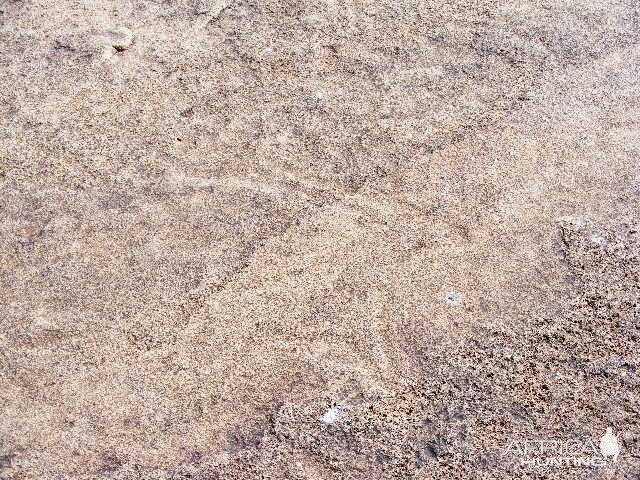 Rock carvings at Ozondjahe Hunting Safaris, Namibia