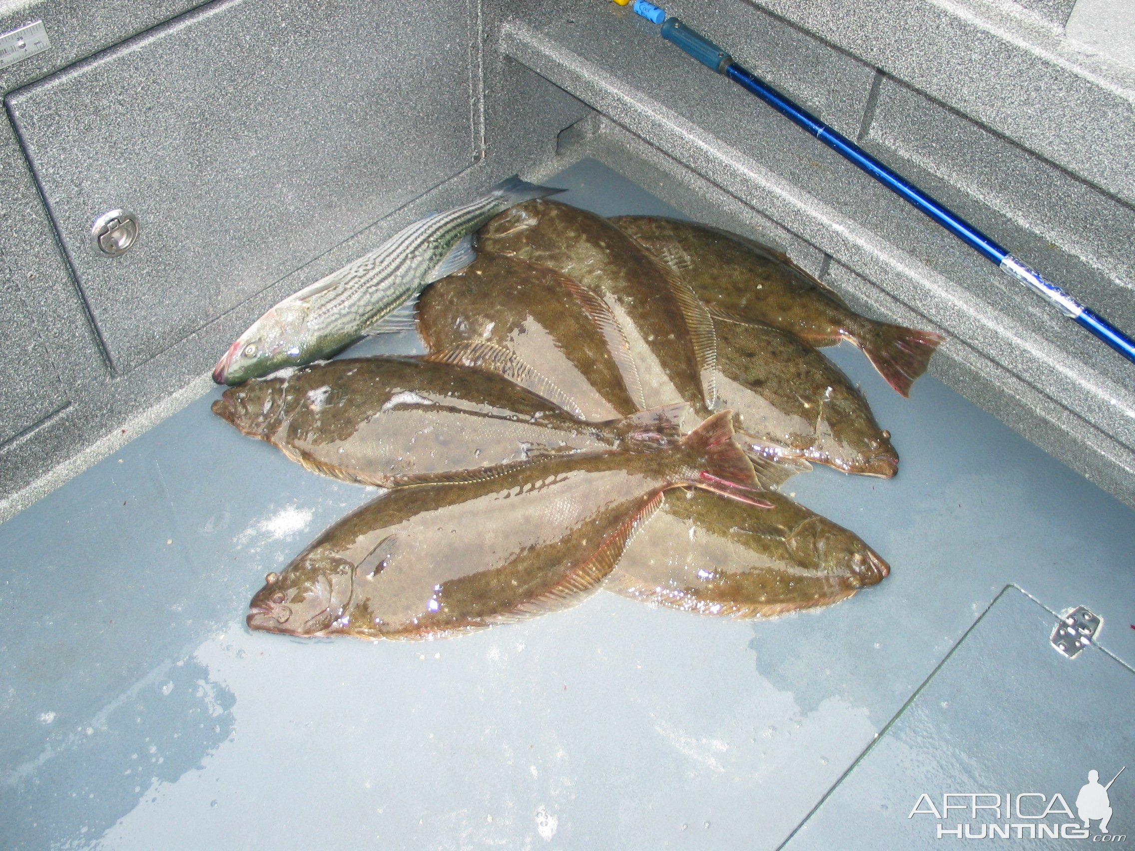 Rock Cod Fishing San Francisco