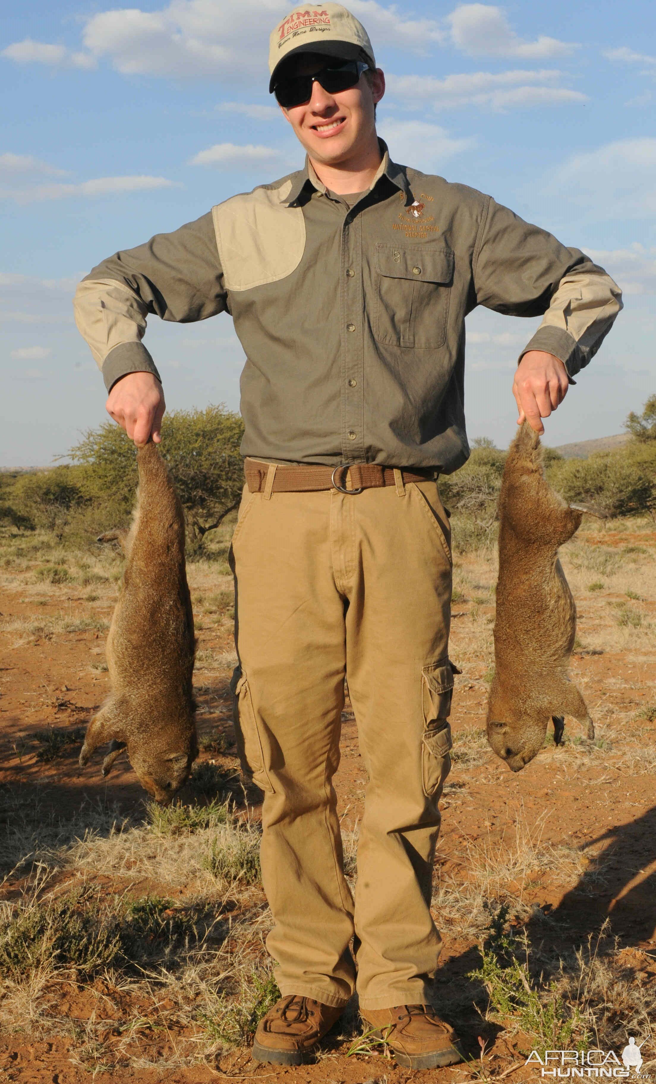 Rock Dassie Hunt