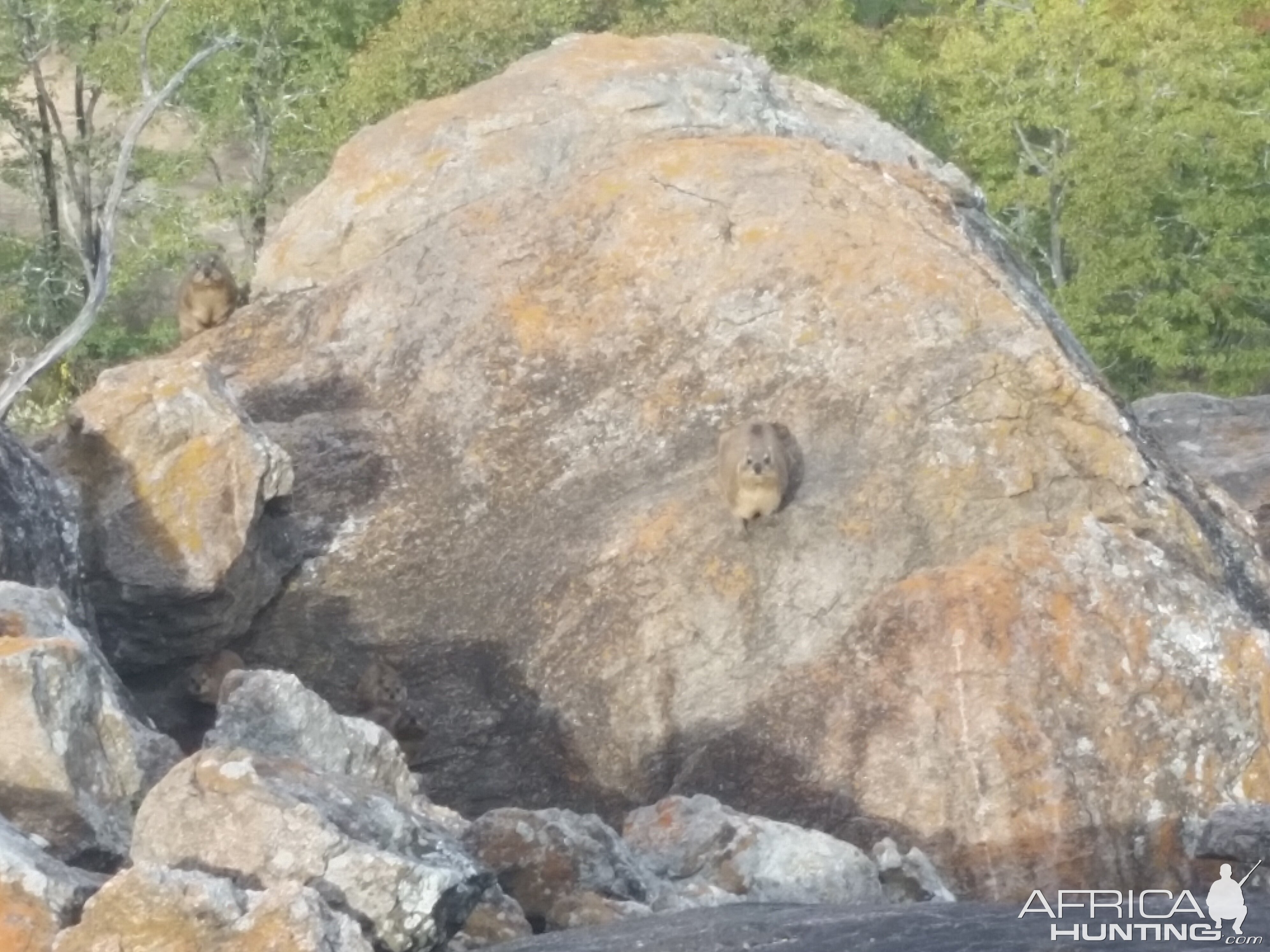 Rock Dassie Zimbabwe