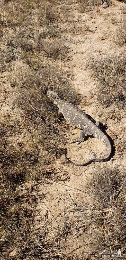 Rock Monitor Eastern Cape South Africa