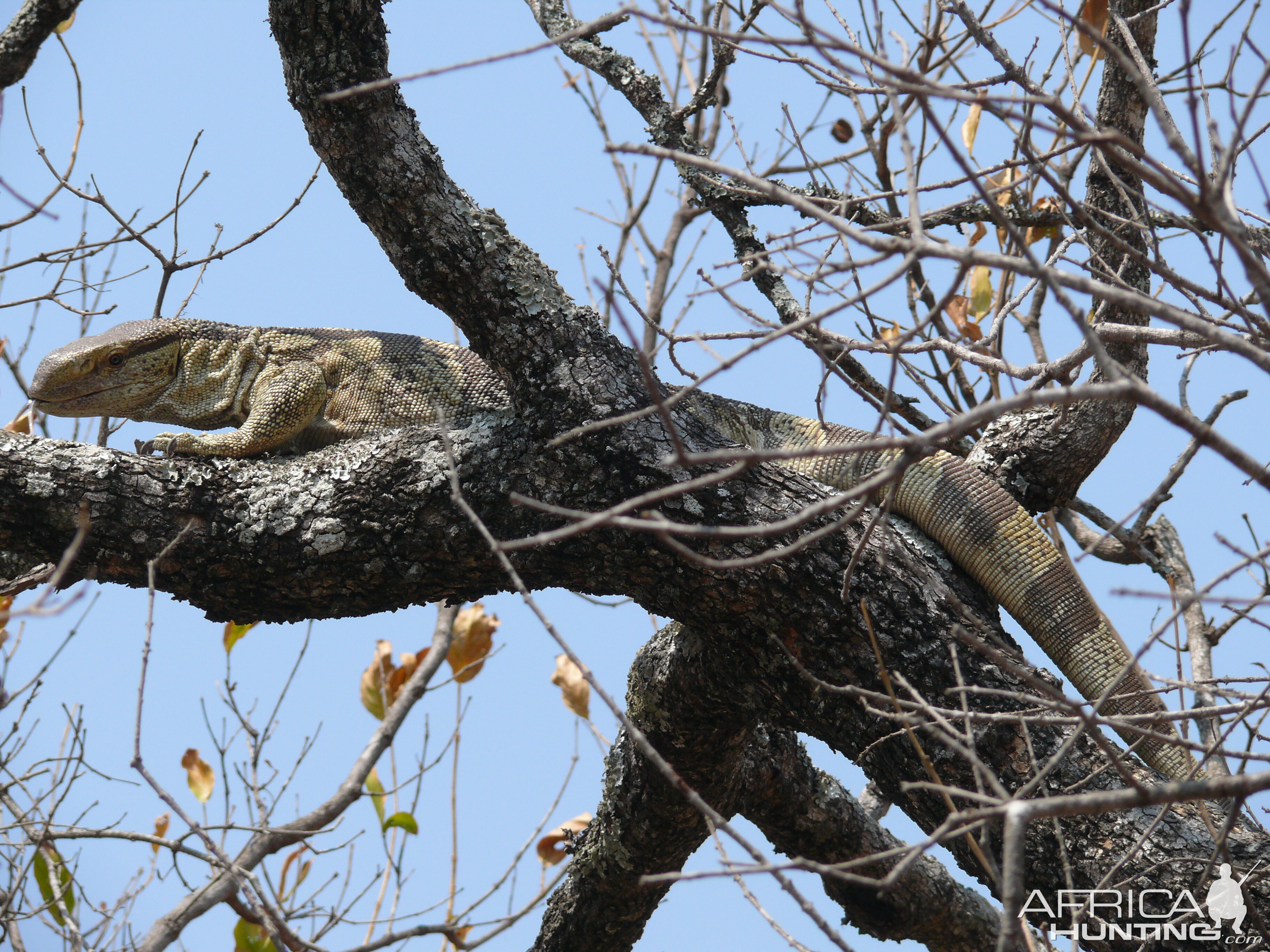 Rock Monitor KwaZulu/Natal South Africa