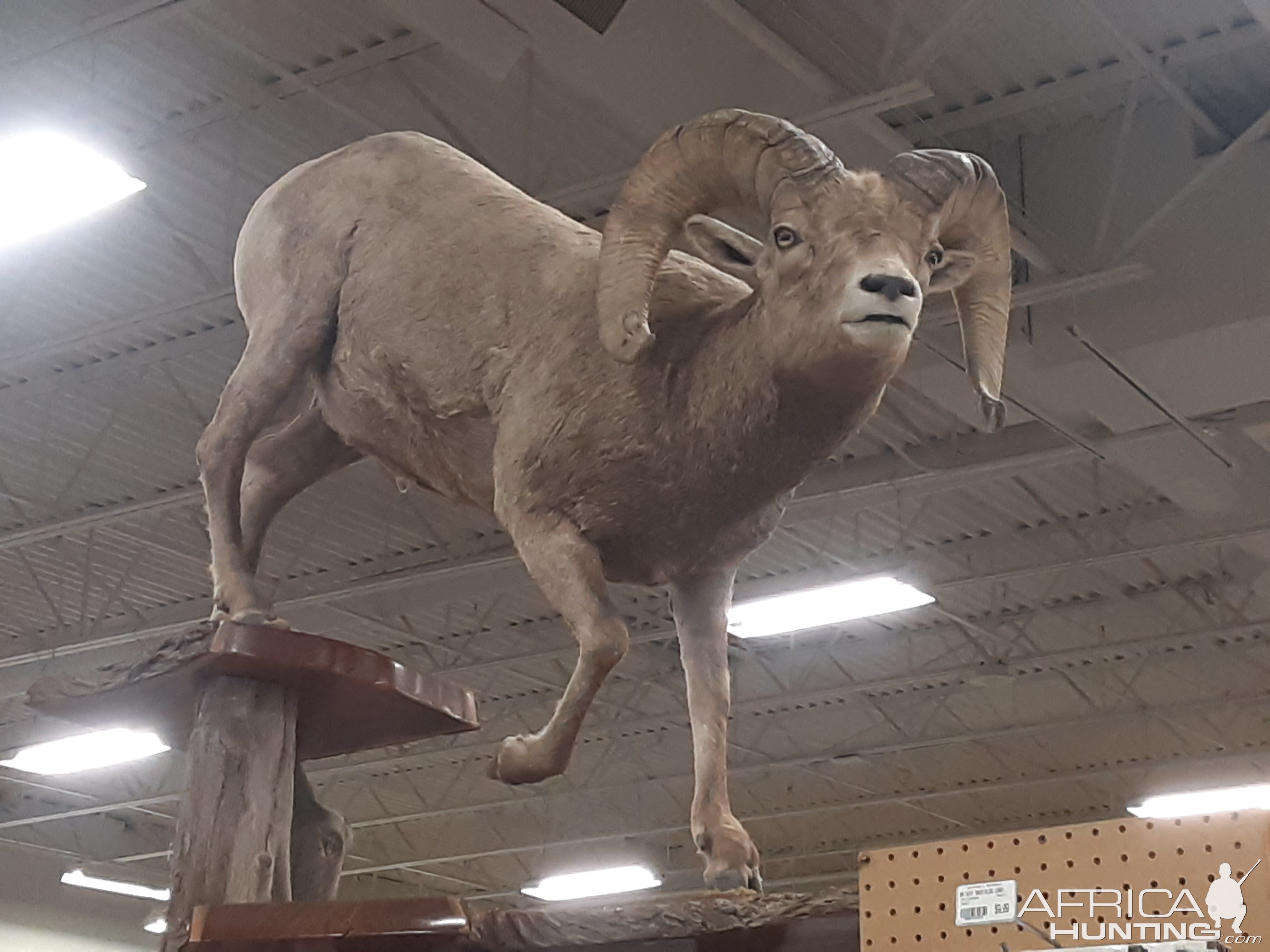 Rocky Mountain Bighorn Sheep Full Mount Taxidermy