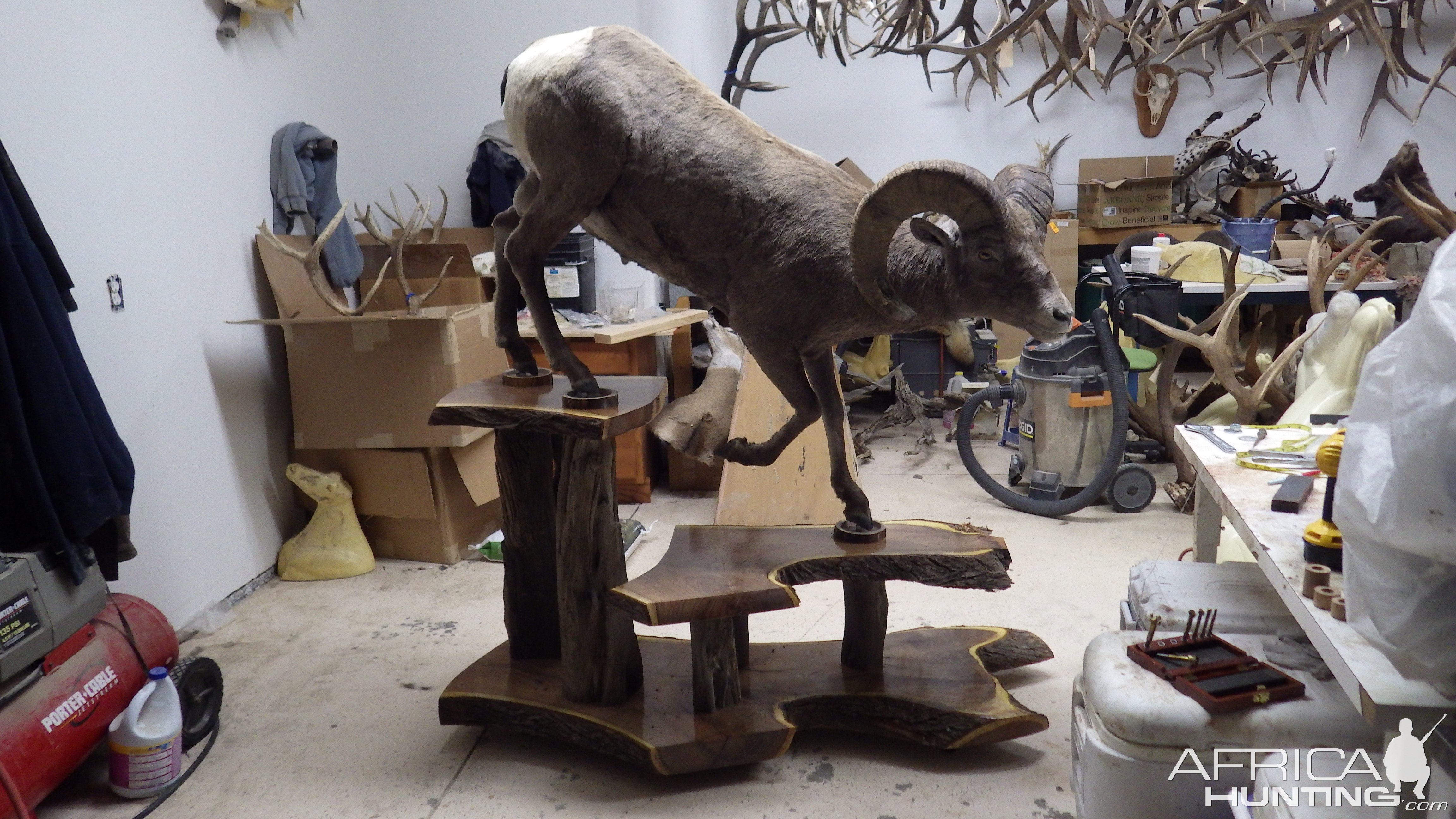 Rocky Mountain Bighorn Sheep Full Mount Taxidermy