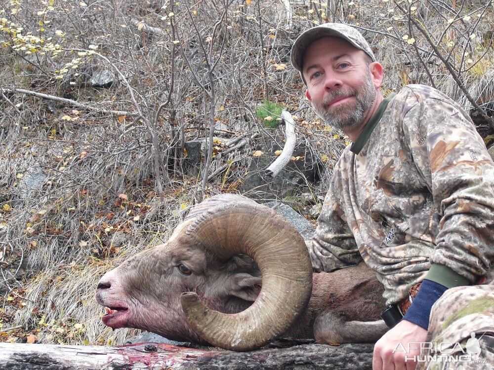 Rocky Mountain Bighorn Sheep Hunt