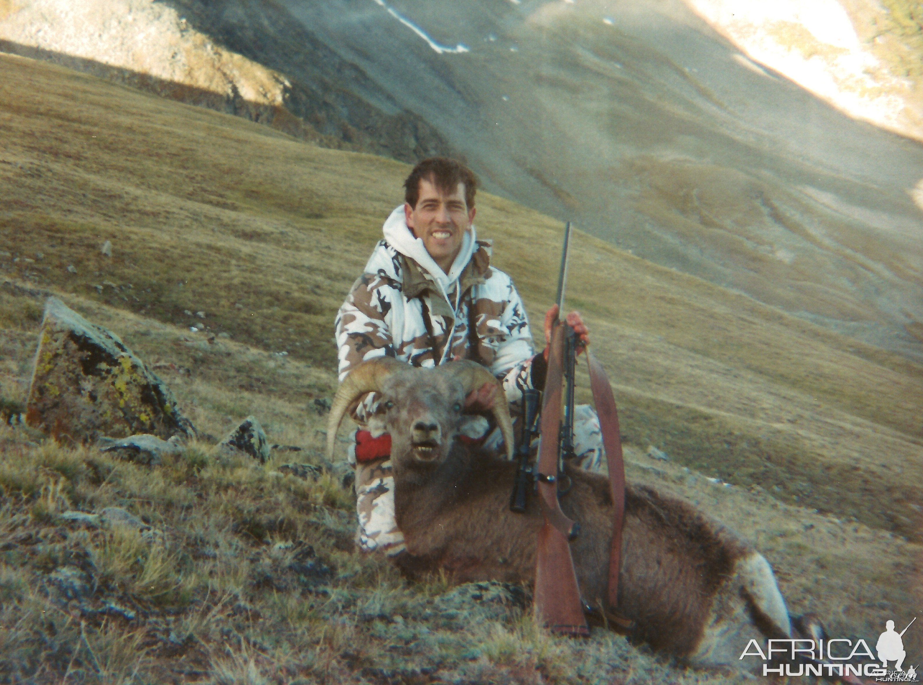 Rocky Mountain Bighorn Sheep