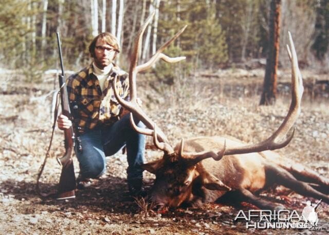 Rocky Mountain Elk