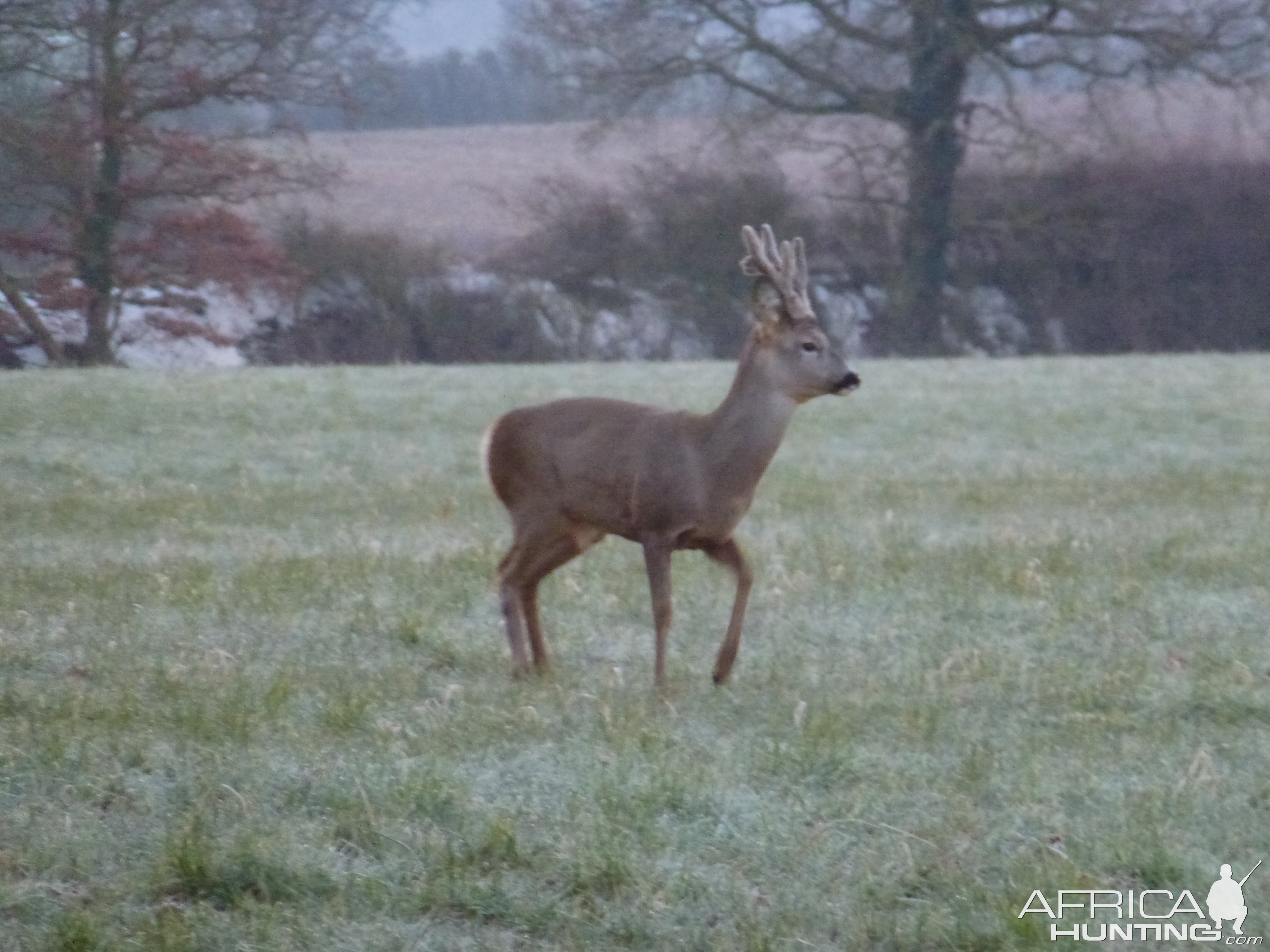 Roe buck in velvet