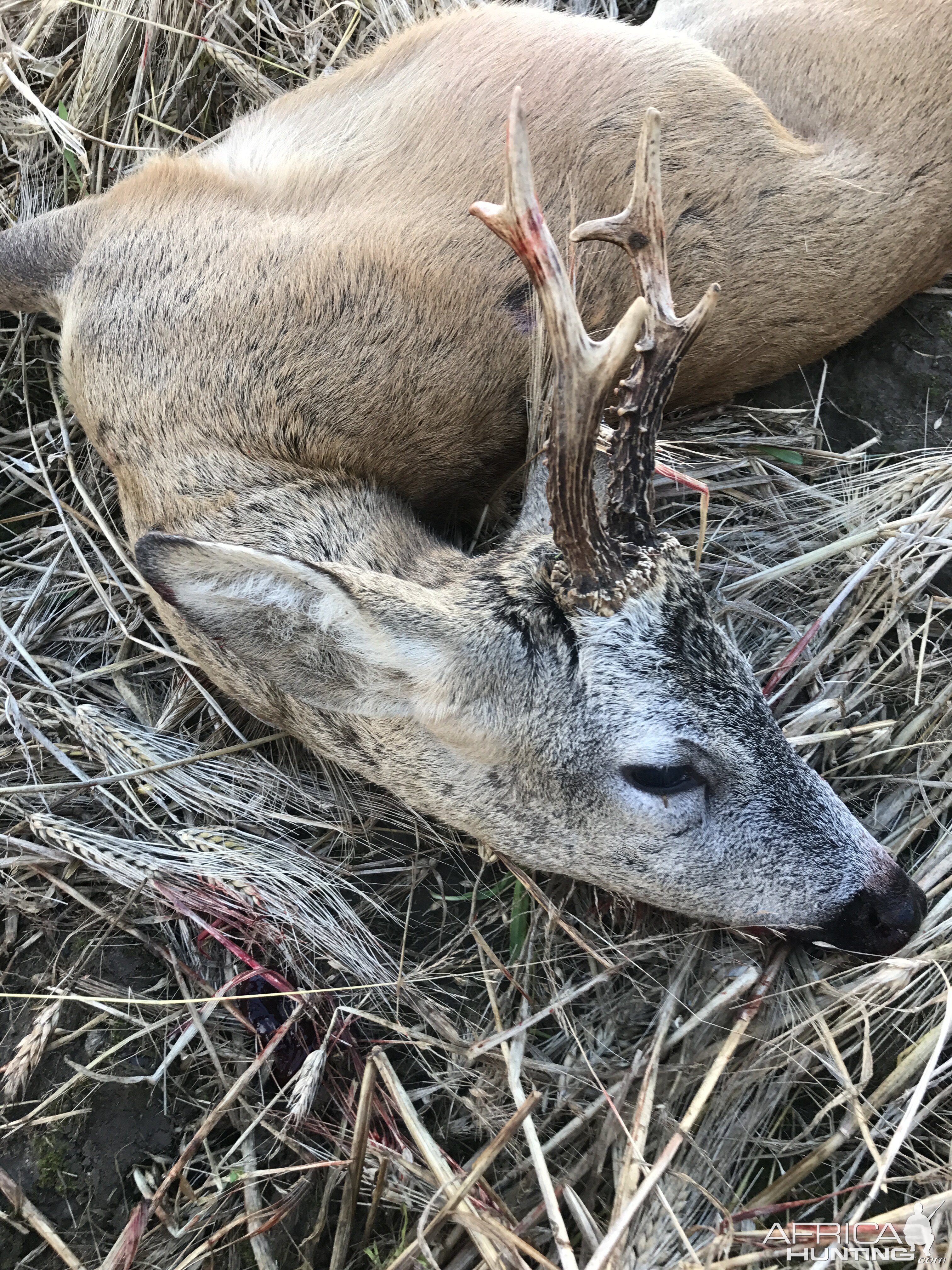 Roe Buck Poland Hunting