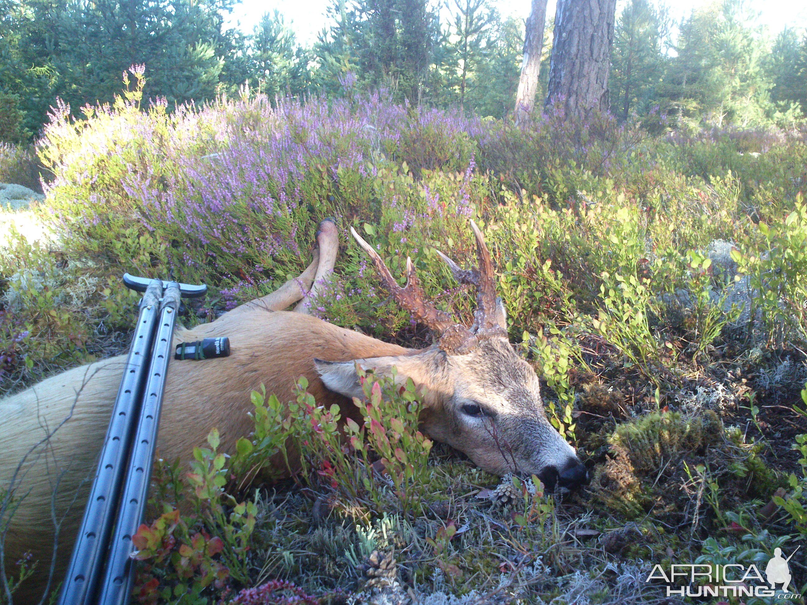 Roe Buck Sweden