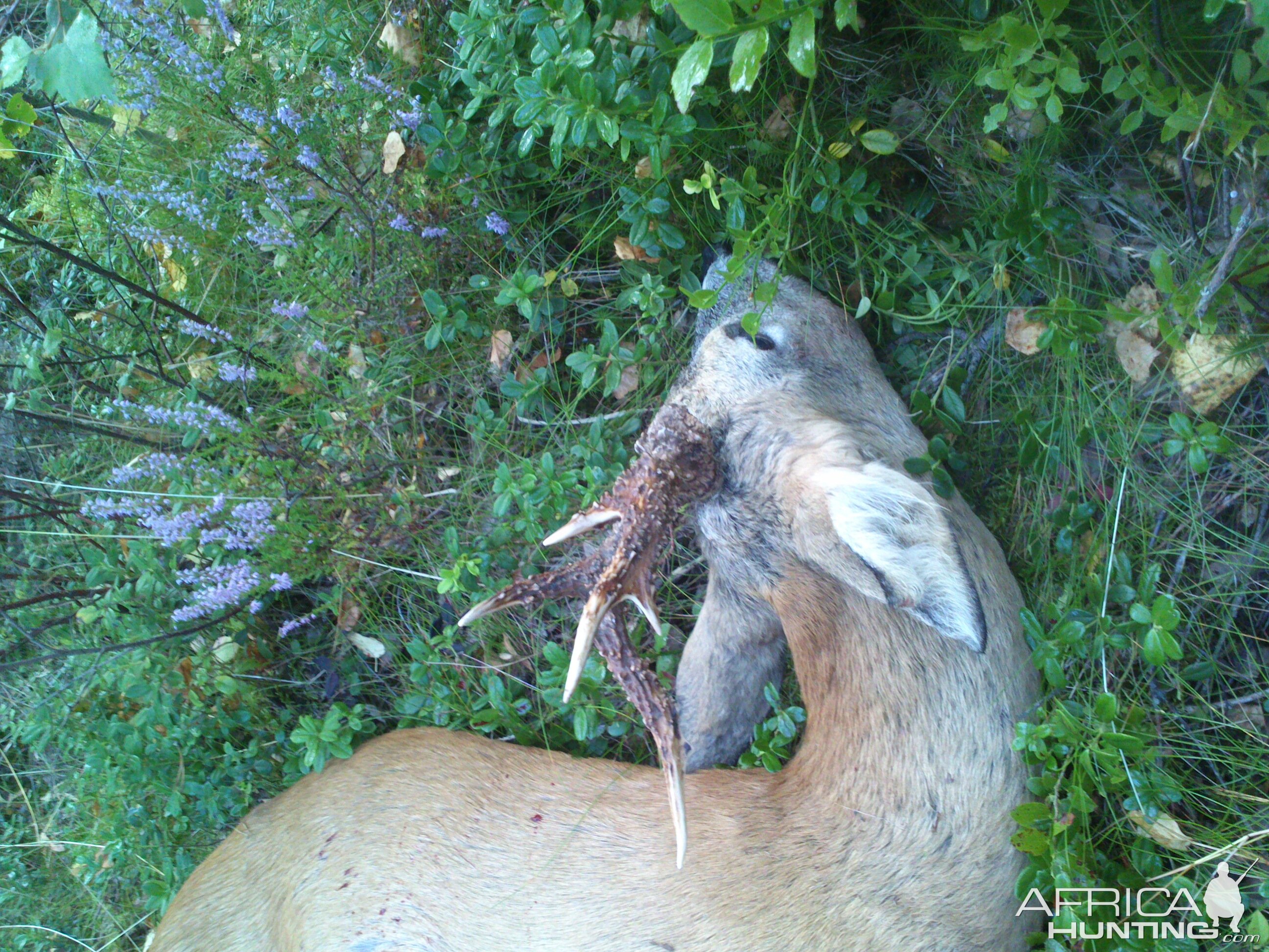 Roe Buck Sweden