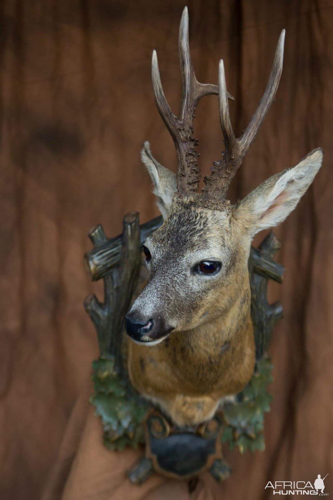 Roe buck taxidermy