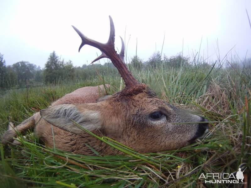 Roe Buck