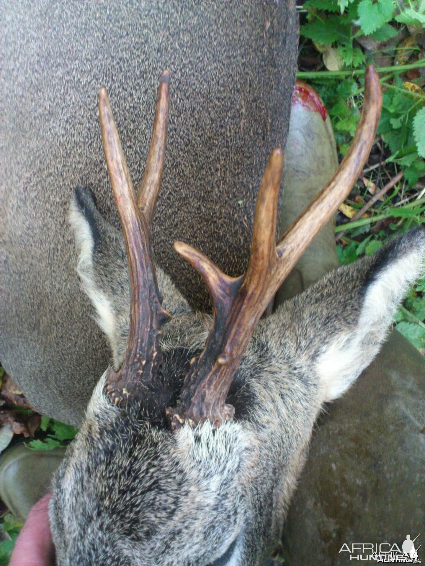 Roe buck