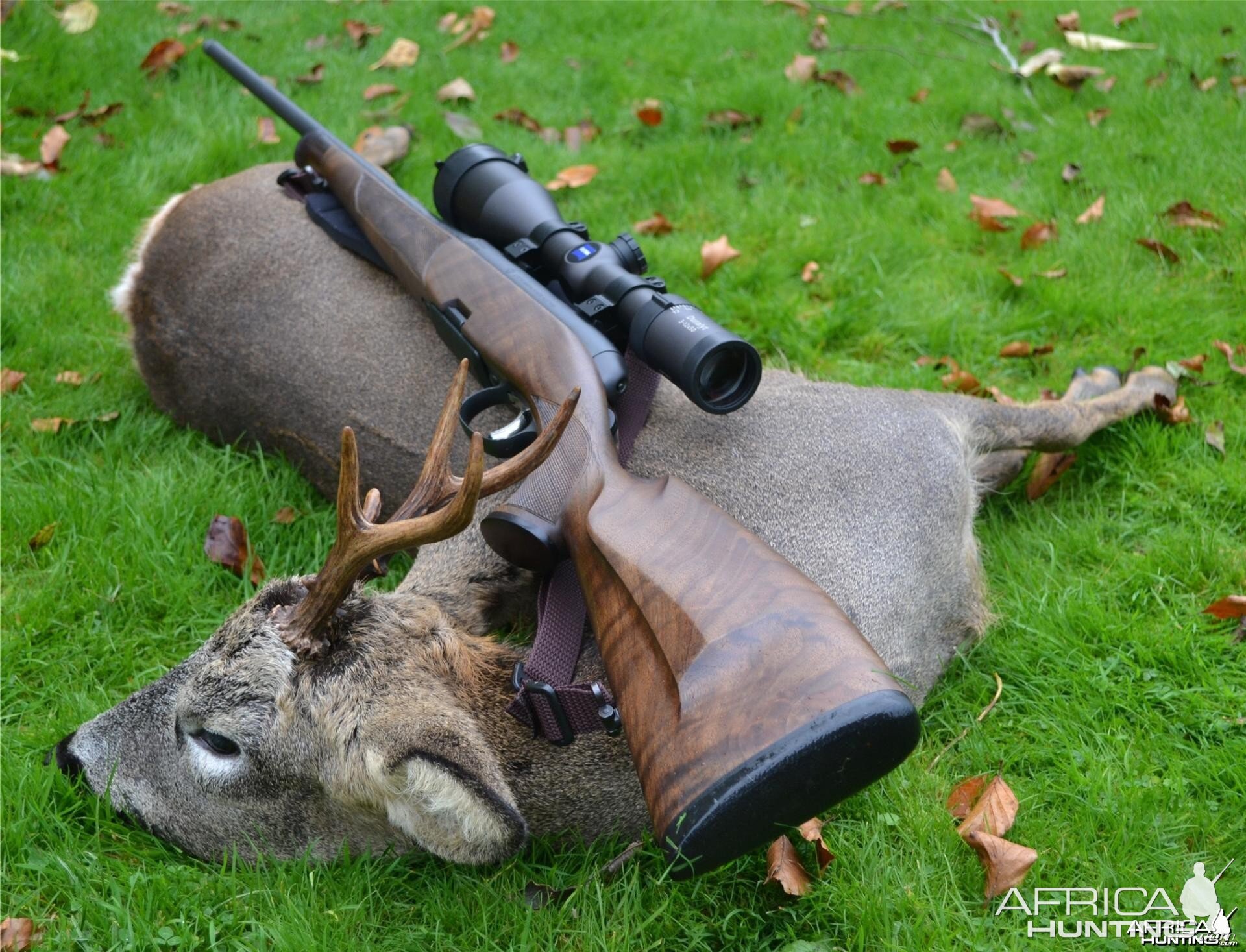 Roe buck