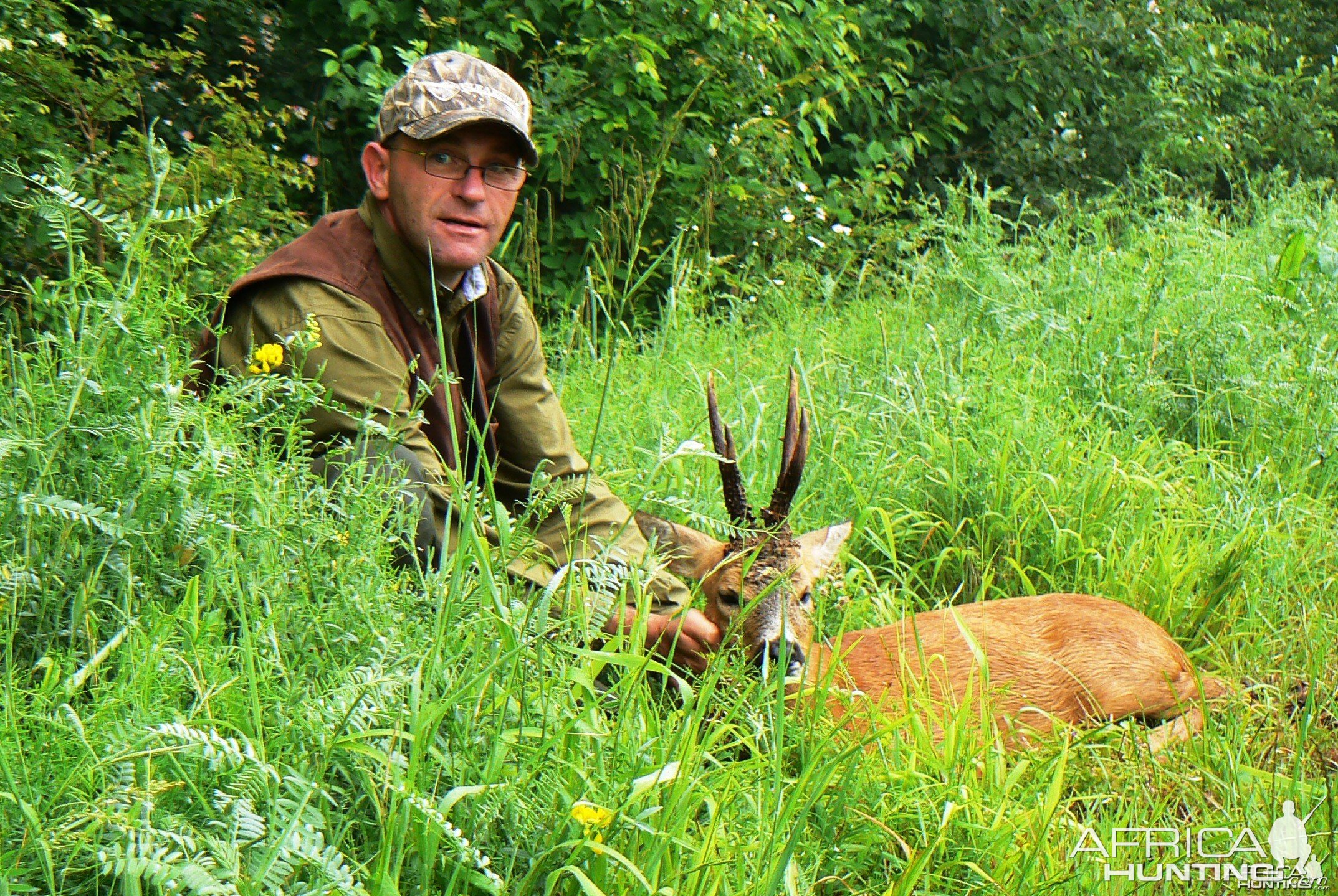 Roe buck