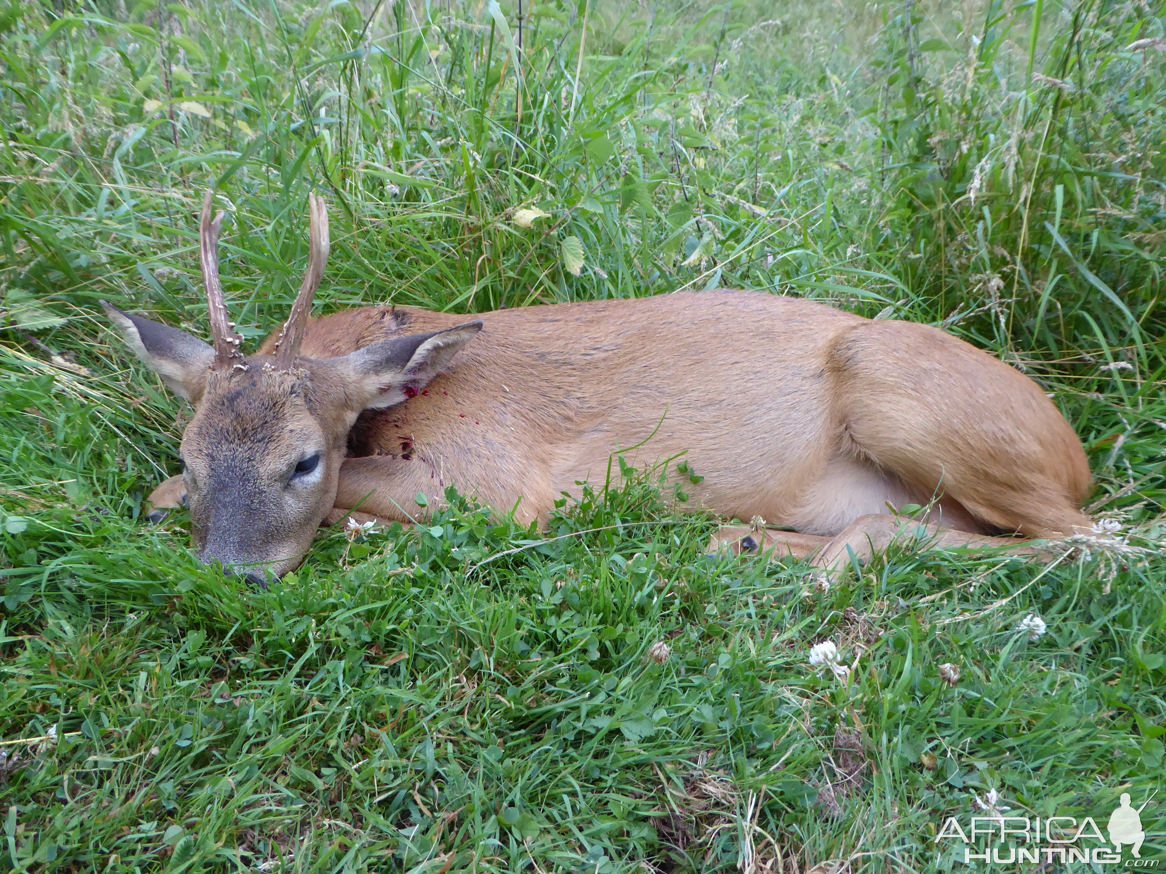 Roe Deer Cull Hunt