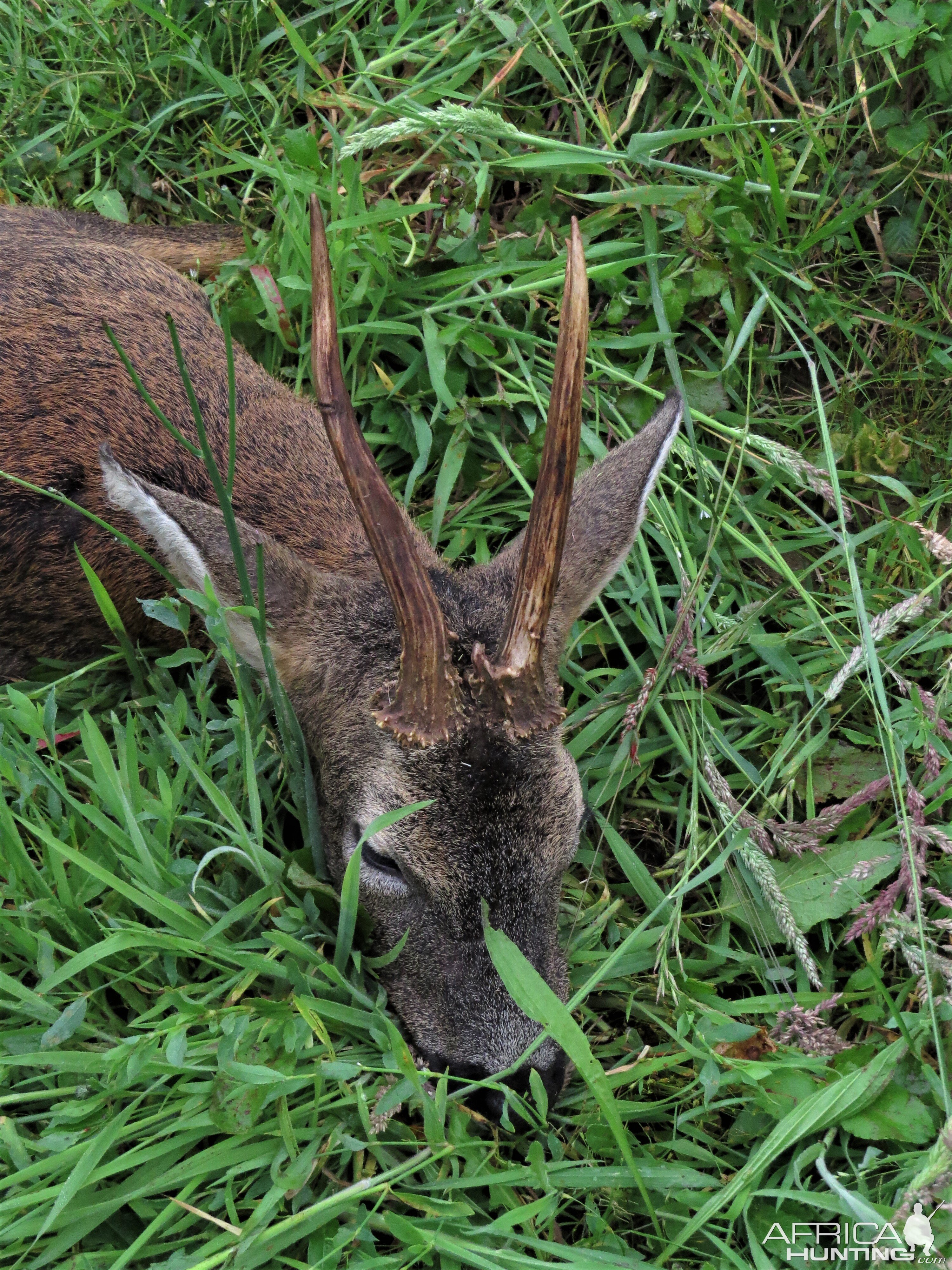 Roe Deer Hunt Belgium