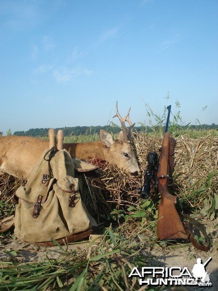 Roe deer hunt, Croatia