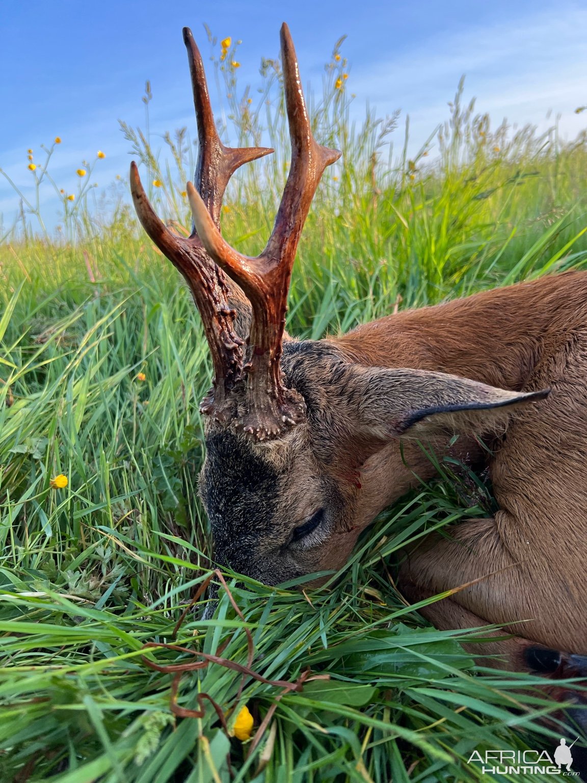 Roe Deer Hunt England