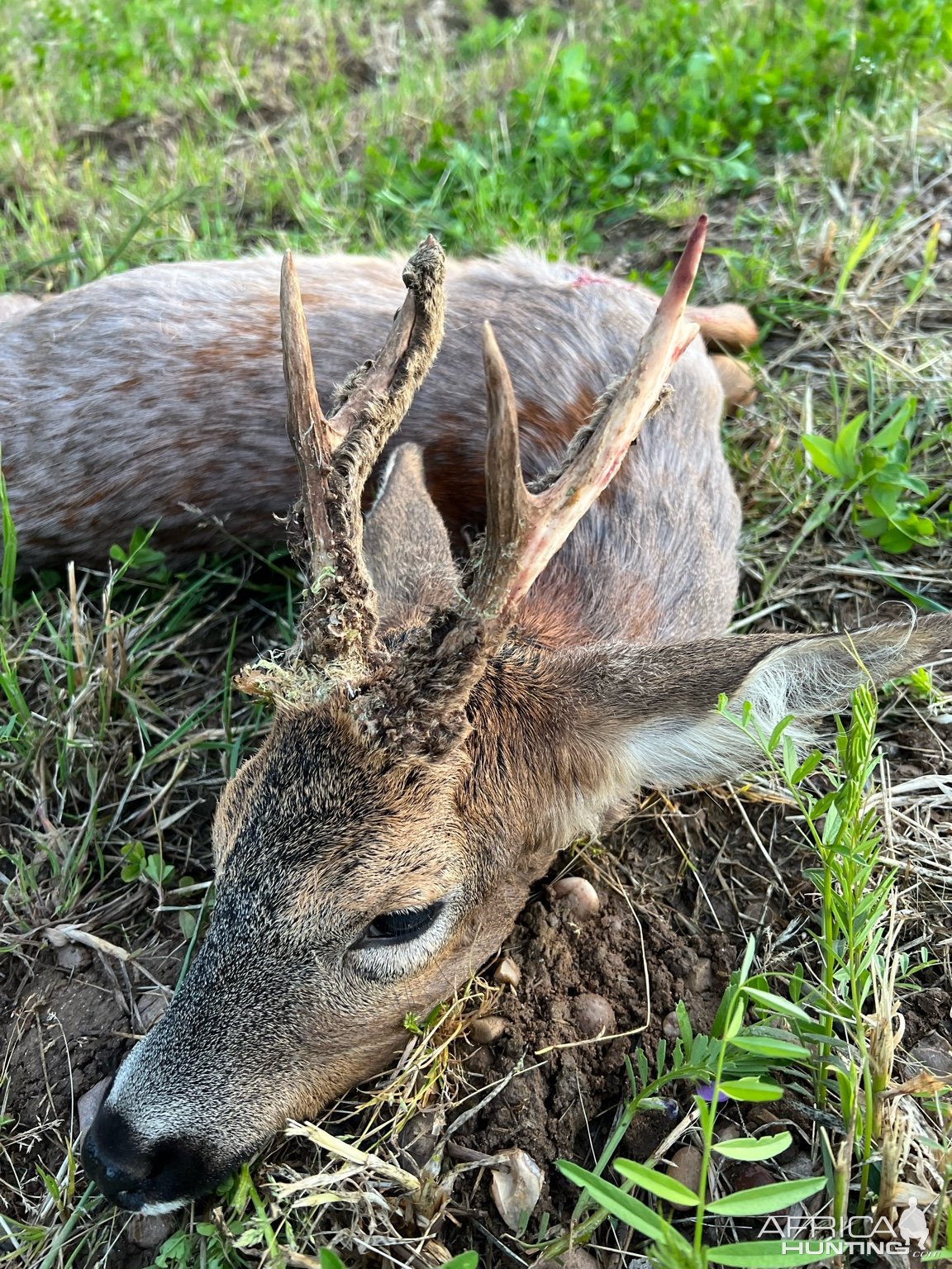 Roe Deer Hunt England