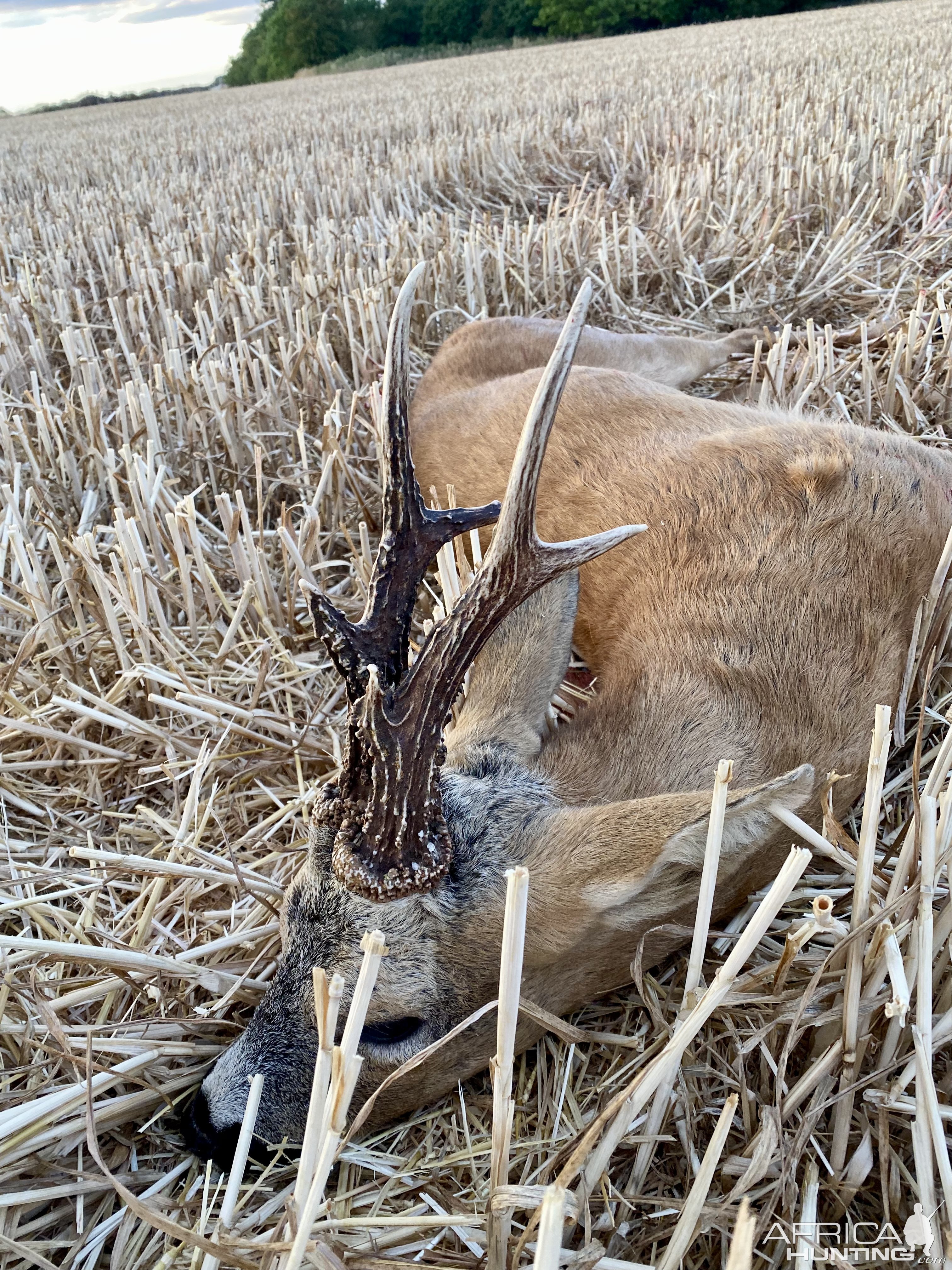 Roe Deer Hunt England